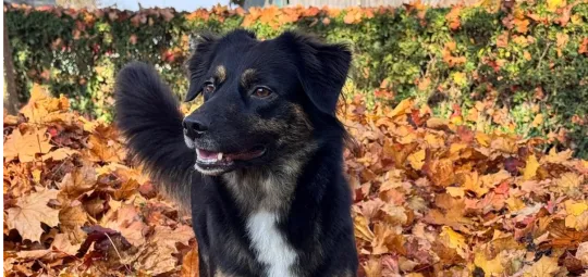 AmbulanterPflegedienstdienst Shalom