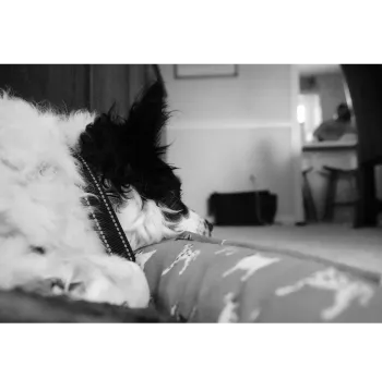 AmbulanterPflegedienstdienst Shalom